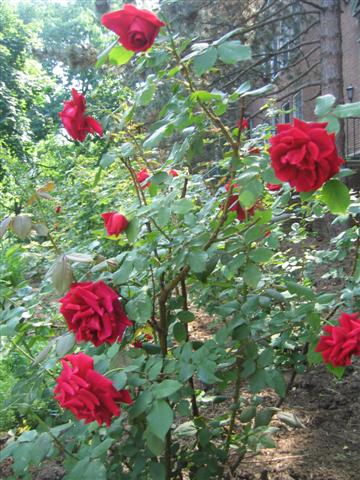 Beautiful roses at Manhattan College