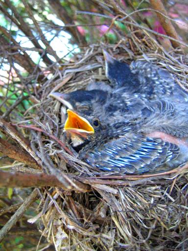 Baby Robins in the bush in front of my house