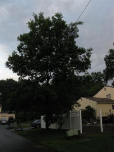 The tree on my front lawn, with a coaxial cable running overhead across the street