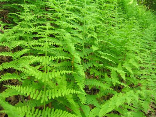 Ferns on Tweed Boulevard in Blauvelt, NY